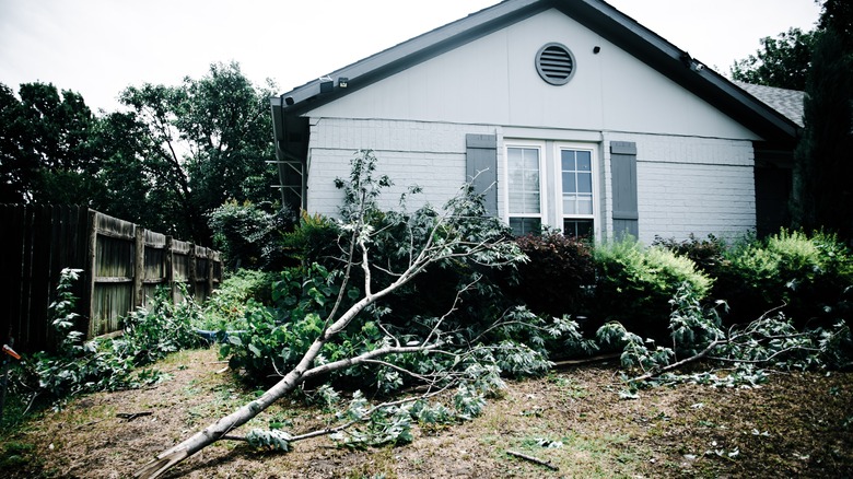 maple tree in storm damage