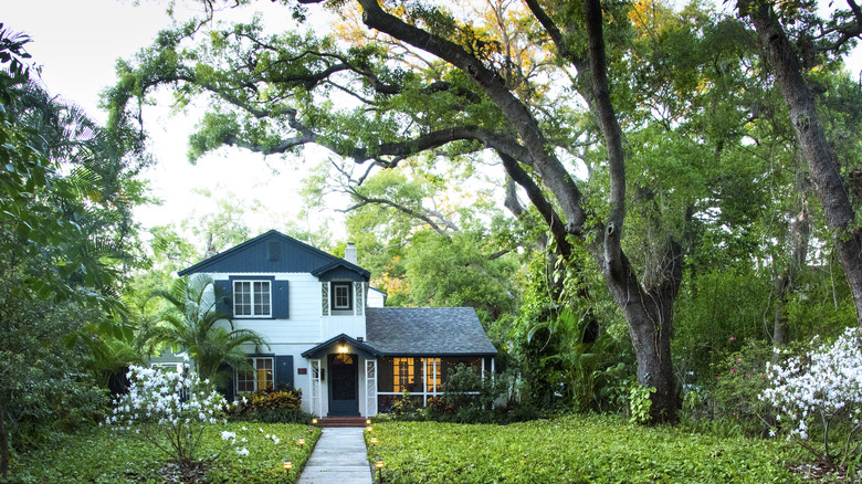 oak tree in front yard