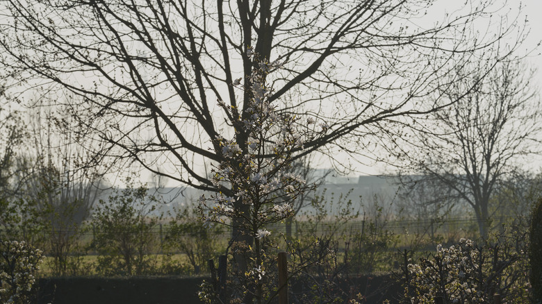 alder tree in yard