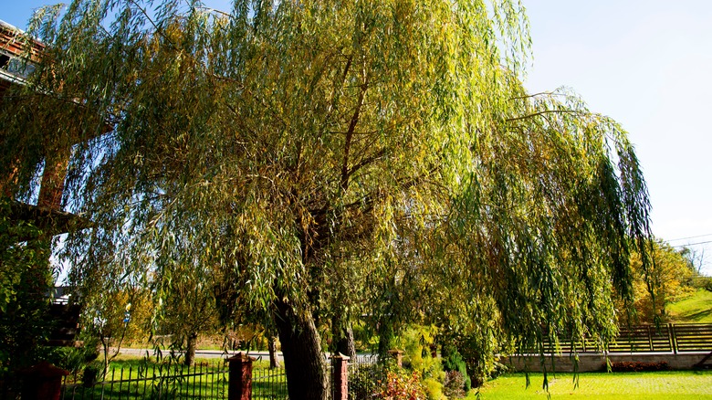 willow tree in yard