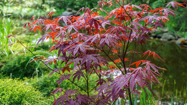 young maple near pond