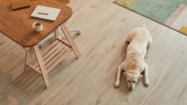 Dog laying on hardwood floor