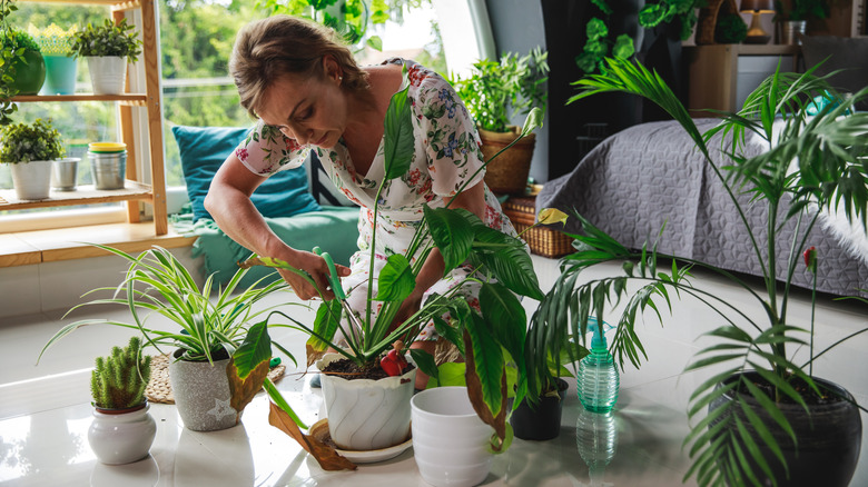 woman caring for plants indoors