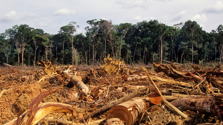 deforestation in woods