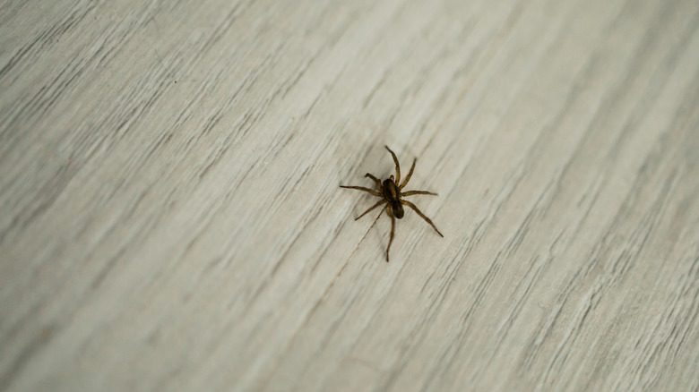 spider on tile floor