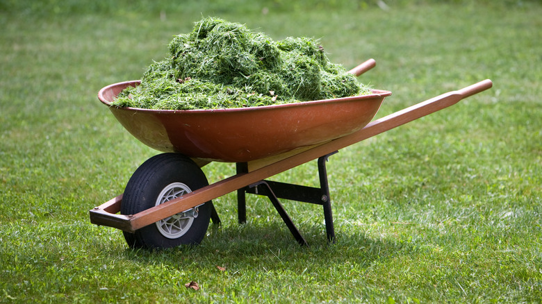 wheelbarrow of grass clippings sitting in yard