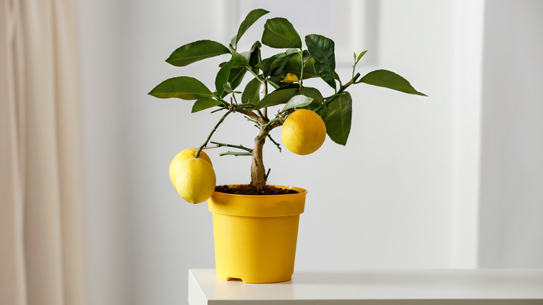 Lemon tree in kitchen