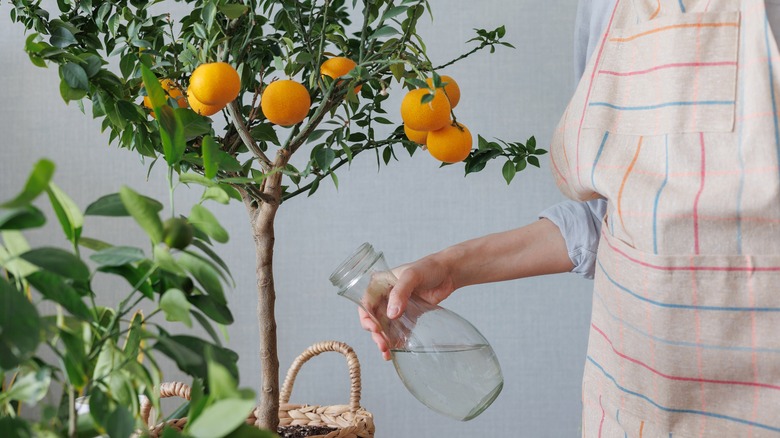 woman watering orange tree