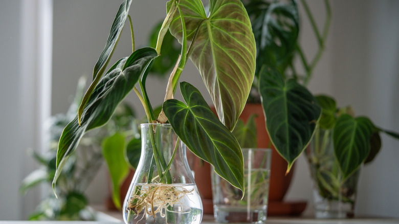 A selection of houseplants being propagated in water and showing healthy root growth