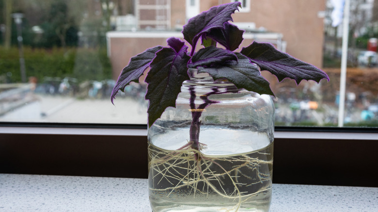 A young purple passion plant successfully propagated in water sitting on a window sill