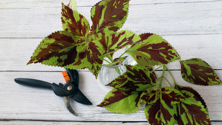 Coleus cuttings being prepared for water propagation on a wooden table with a pair of pruning shears