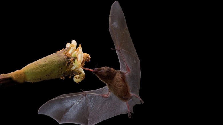 bat eating nectar