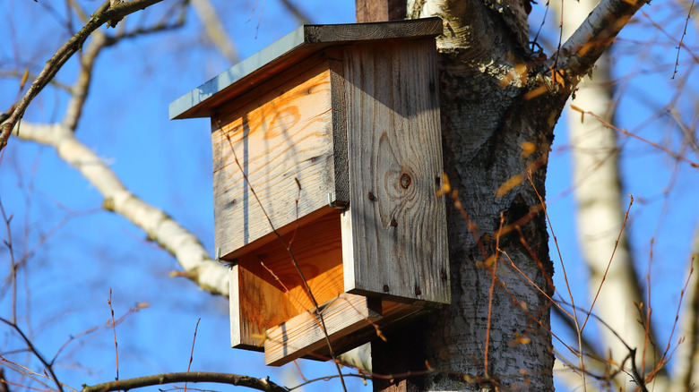 bat house on a tree