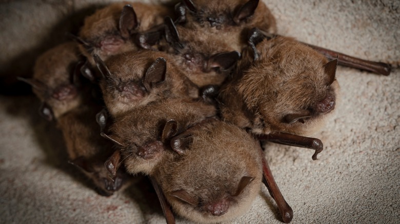 cluster of sleeping brown bats