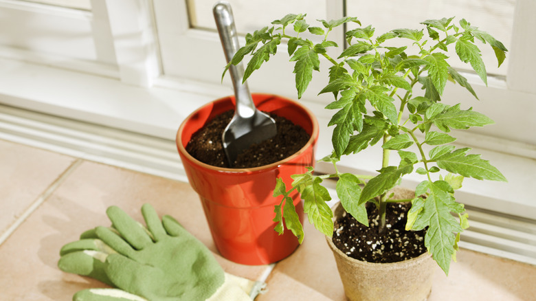 Tomato plant in pots