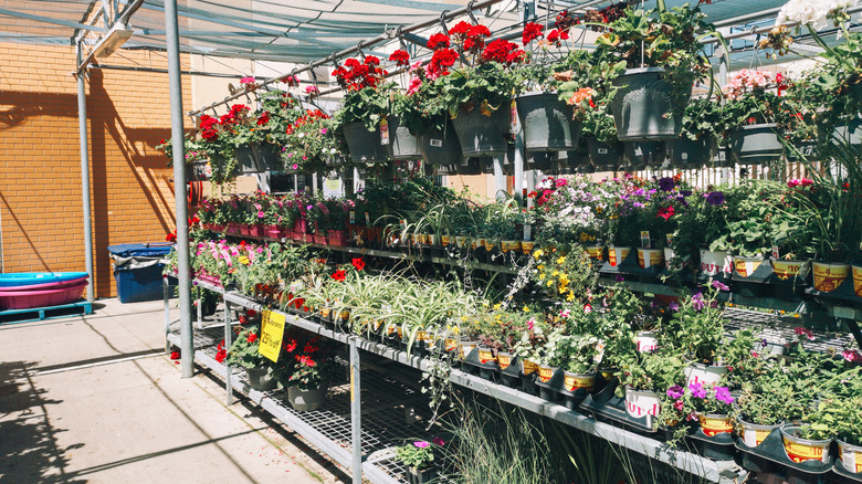 a walmart garden center