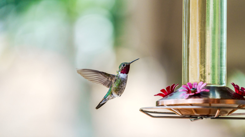 Hummingbird flying to a bird feeder