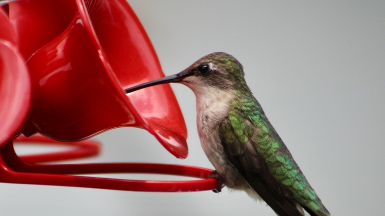 Hummingbird using a hummingbird feeder 