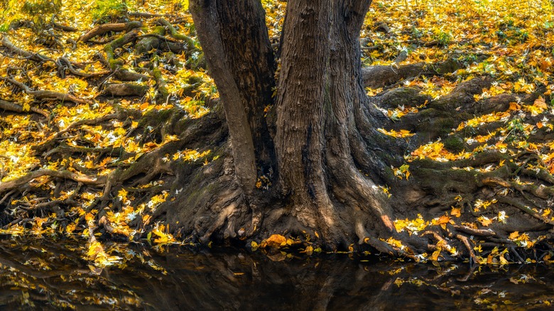 tree exposed roots