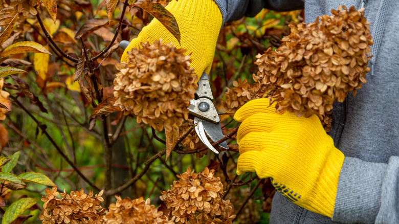 Deadheading spent hydrangea bloom