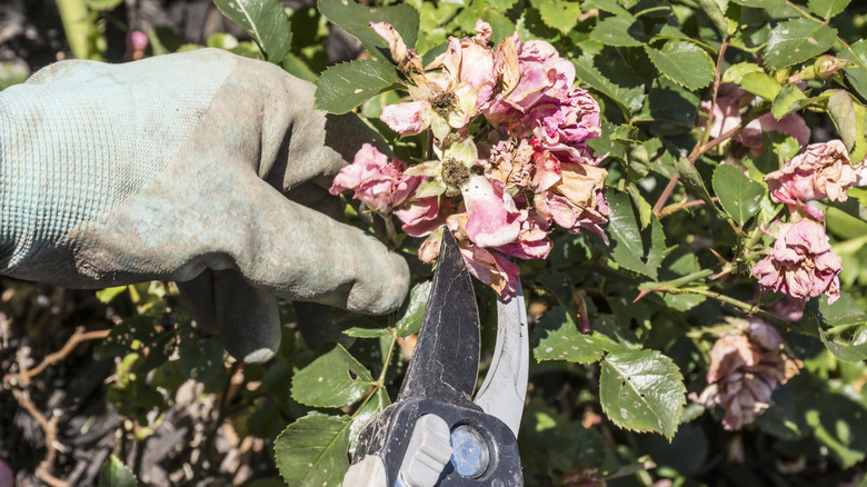 Hand deadheading rose with shears