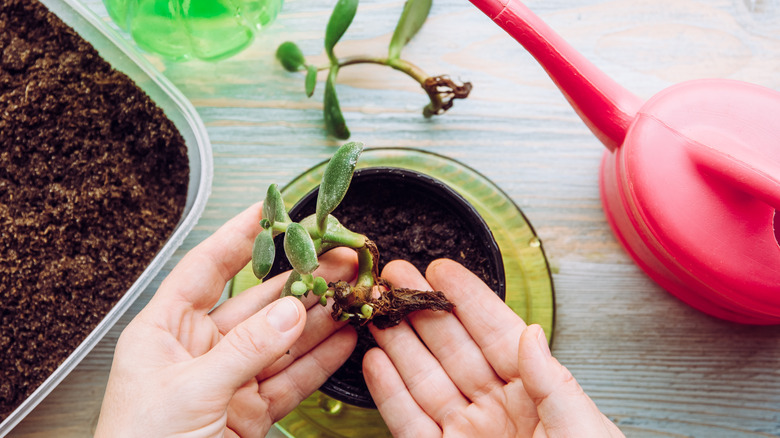 planting jade in a pot