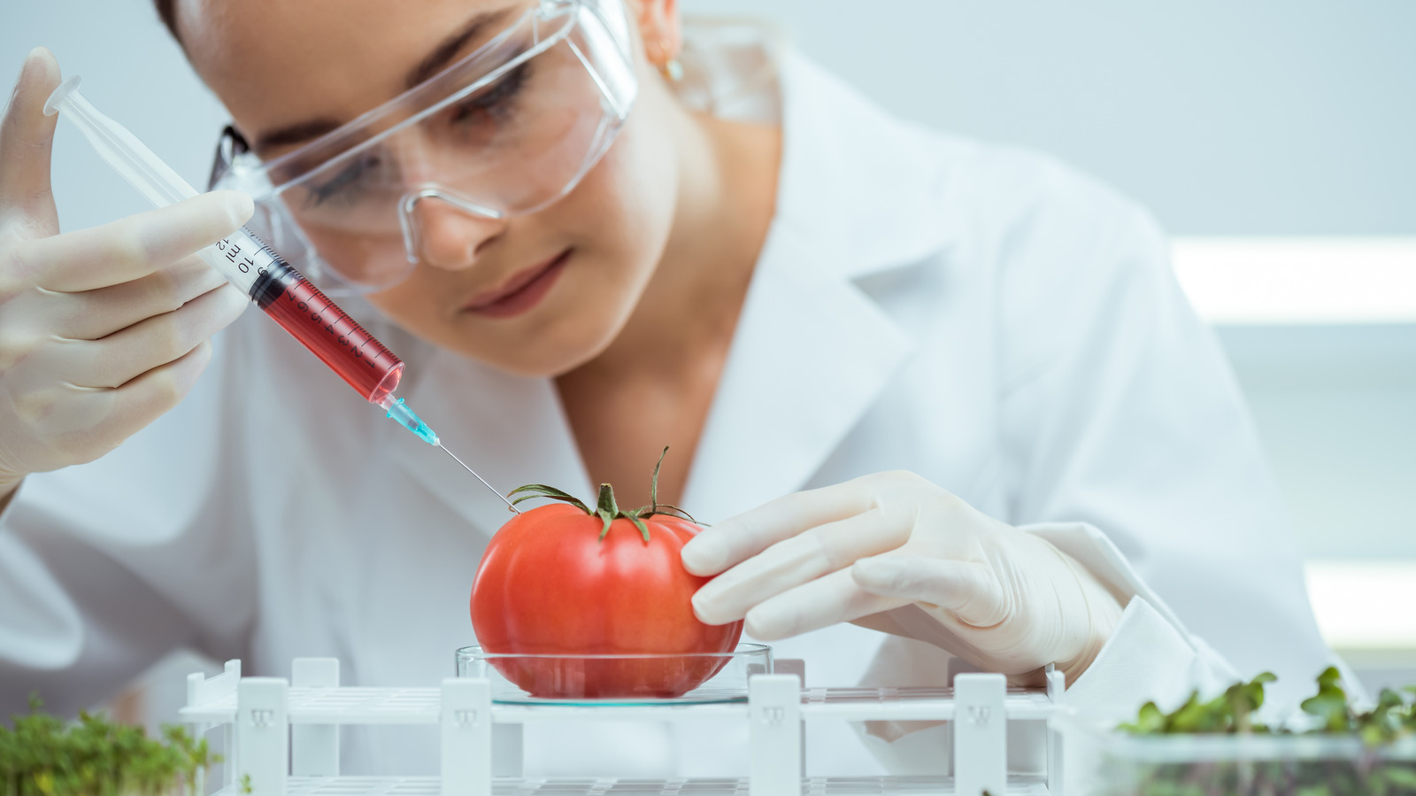 Should You Grow Genetically Modified Tomatoes In Your Garden?