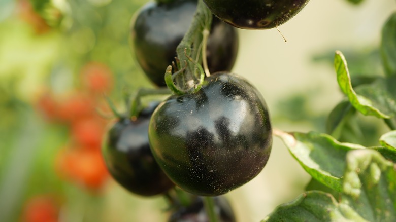 dark purple tomato