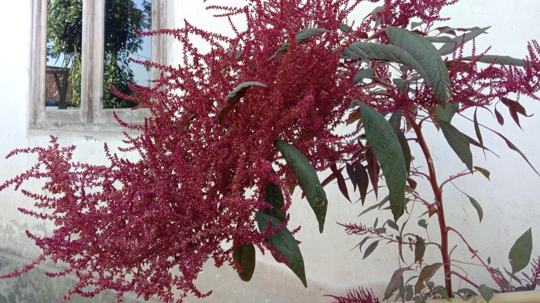 Amaranthus cruentus in a planter