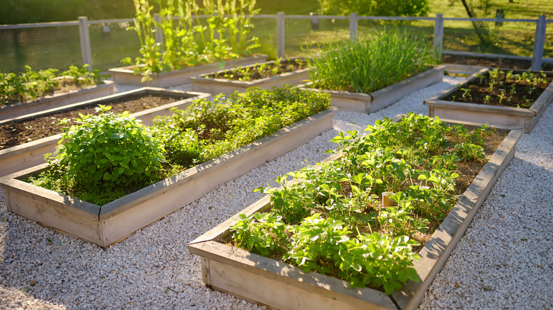 Garden with a variety of plants in raised beds