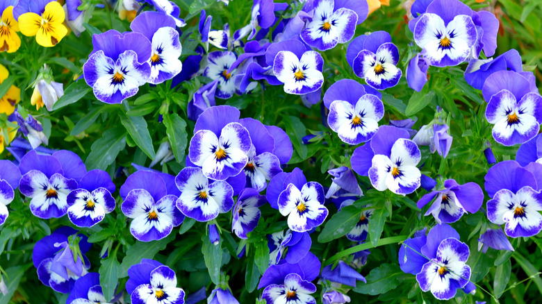 Violas blooming in a garden