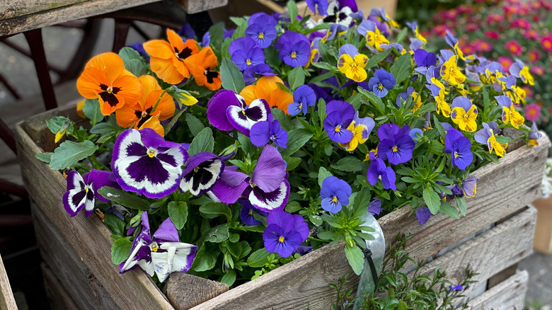 Violets and pansies growing together in garden box