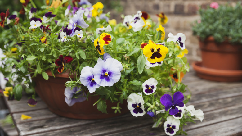 Pansies and violas in a planter