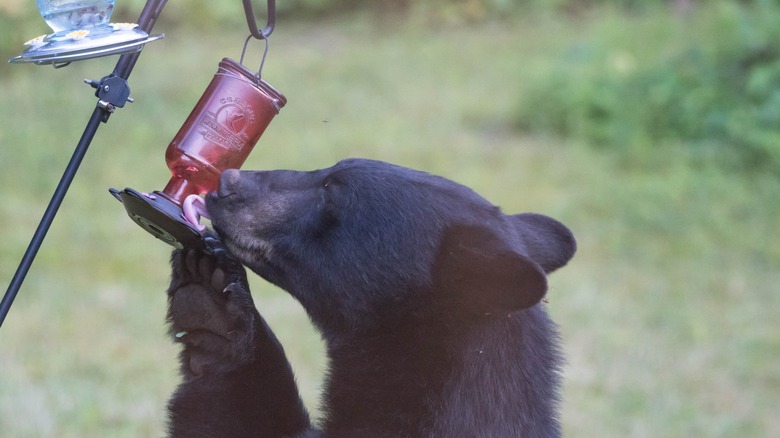 Bear drinking from hummingbird feeder