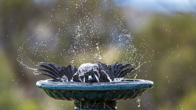 Bird cooling in bird bath