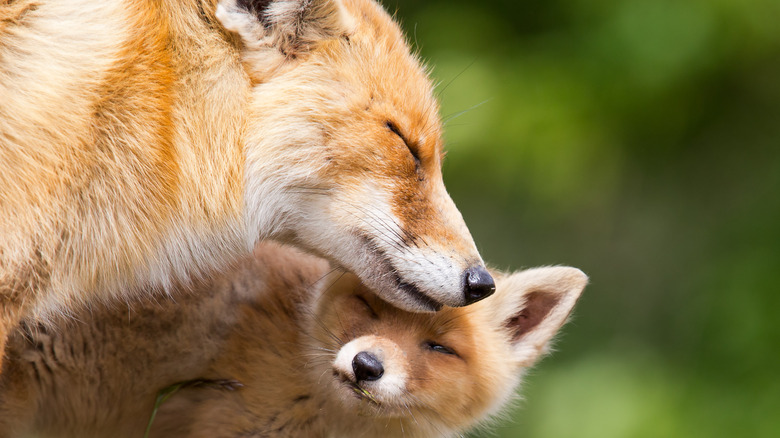 Fox and cub in nature