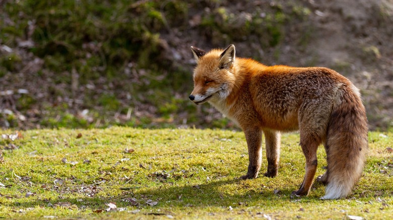 Fox in grass