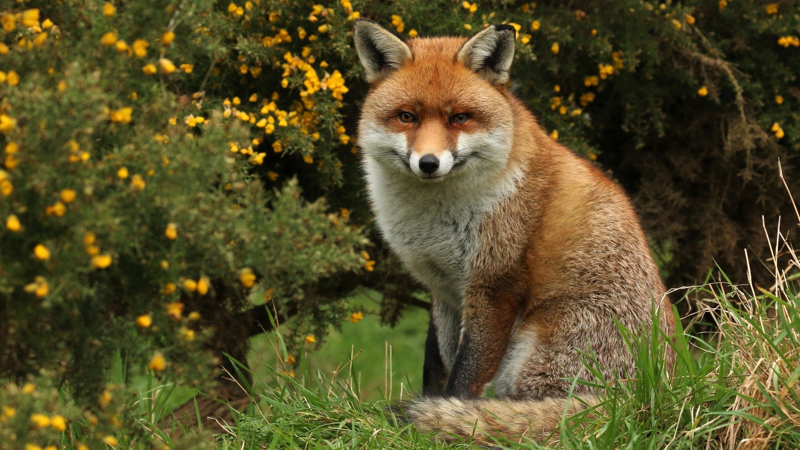 should-you-keep-foxes-out-of-your-yard-our-expert-provides-insight