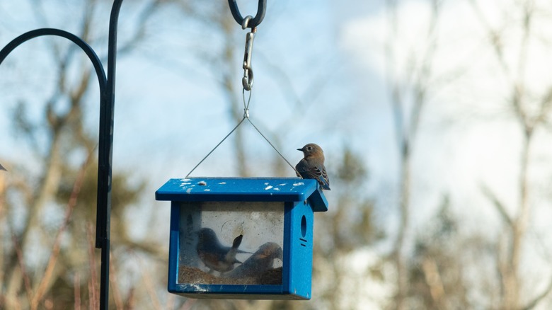 Pair of birds on a feeder 