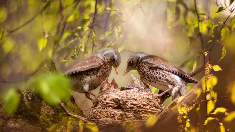 Pair of birds feeding their brood