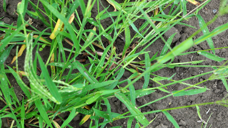 crabgrass growing out of soil