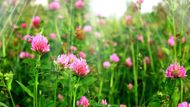 pink clovers flowering in field