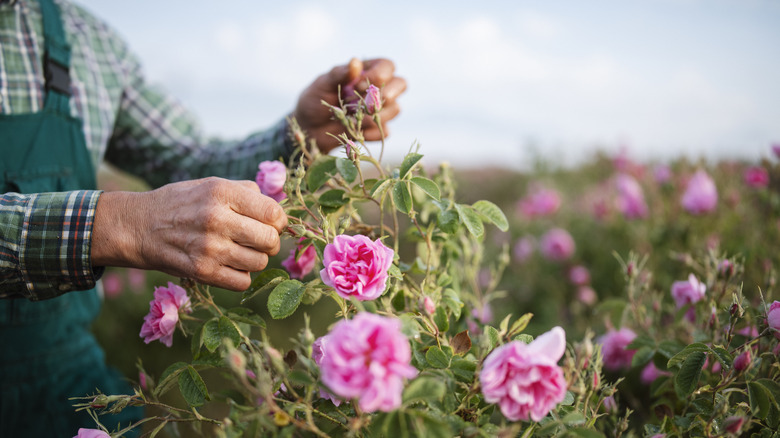 gardener tending a rose bush