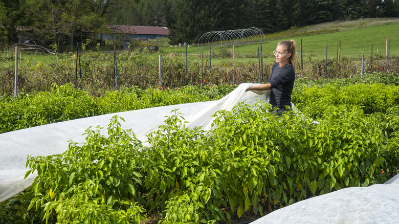 woman covering plants