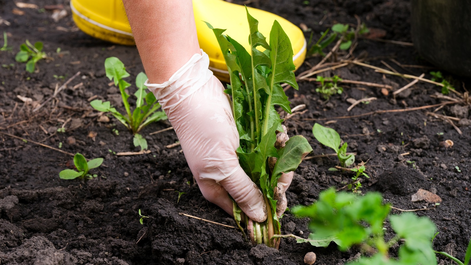 Should You Pull Weeds Before Planting New Grass Seed? Our Lawn Care ...