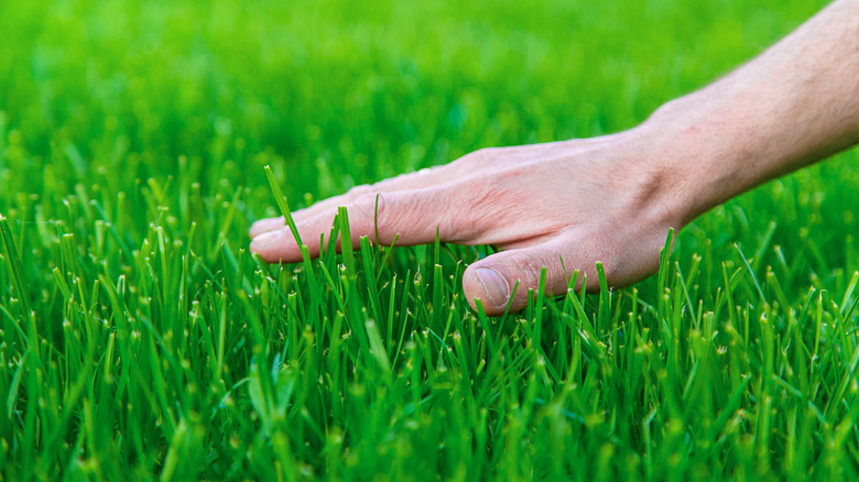 hand touching lush grass