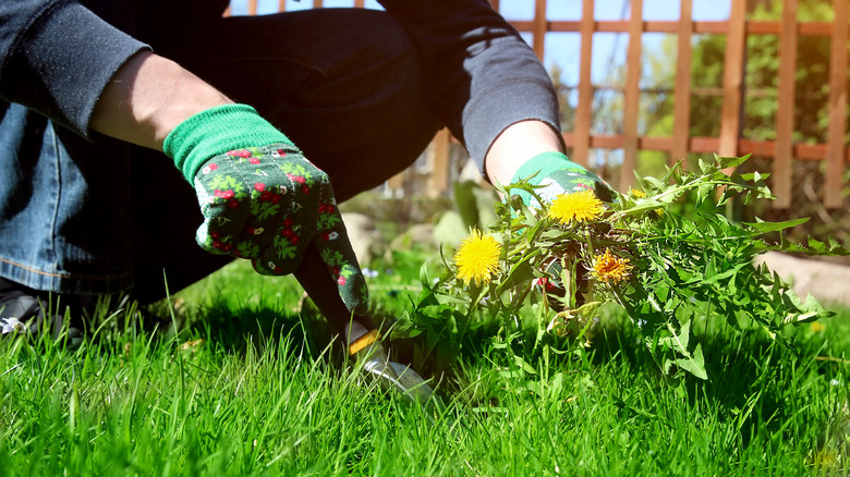 person pulling out weeds from lawn