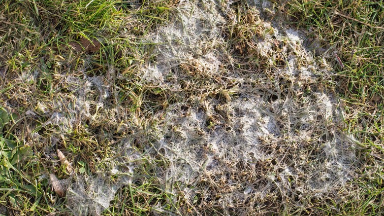 snow mold fungus on lawn