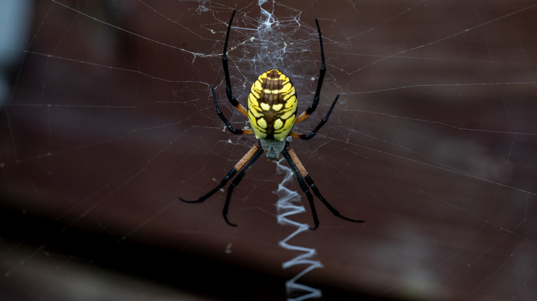 Yellow garden spider on web