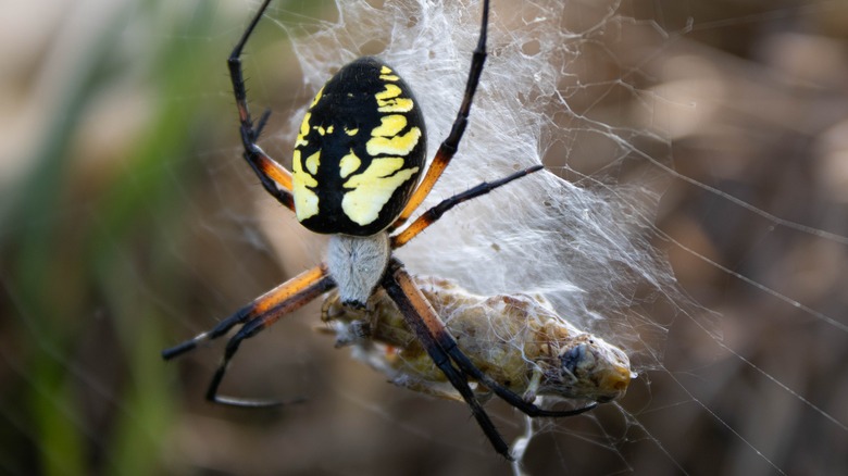 Yellow garden spider eating grasshopper